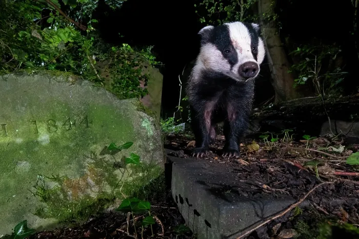 Framed Print : Eurasian badger (Meles meles) walking through cemetery at night, Bristol, England, UK. September Framed Print : Eurasian badger (Meles meles) walking through cemetery at night, Bristol, England, UK. September