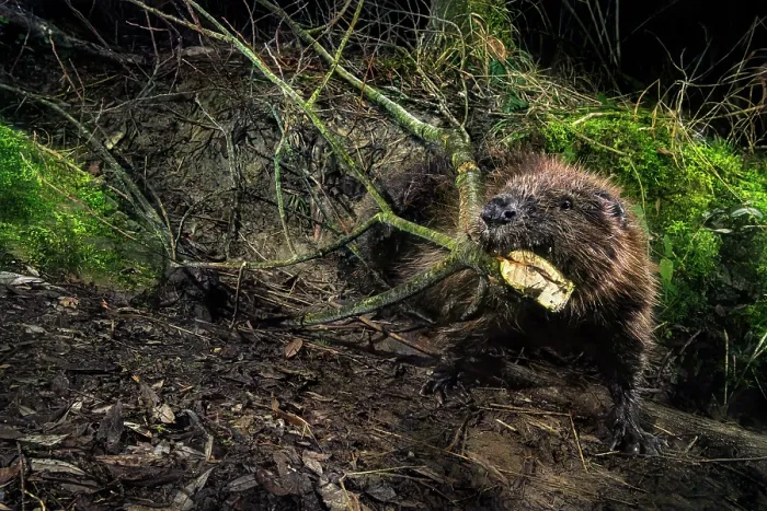 Framed Print : Eurasian beaver (Castor fiber) dragging branches to its dam during the night, Lucerne, Switzerland. December. Camera trap Framed Print : Eurasian beaver (Castor fiber) dragging branches to its dam during the night, Lucerne, Switzerland. December. Camera trap