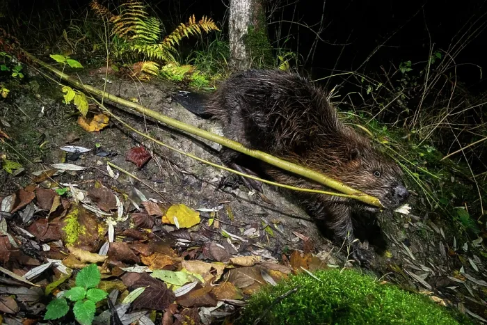 Framed Print : Eurasian beaver (Castor fiber) dragging branches to its dam at night, Lucerne, Switzerland. November. Camera trap image Framed Print : Eurasian beaver (Castor fiber) dragging branches to its dam at night, Lucerne, Switzerland. November. Camera trap image
