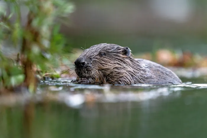 Framed Print : Eurasian beaver (Castor fiber) feeding on leaves in a river at sunset, Lucerne, Switzerland. August Framed Print : Eurasian beaver (Castor fiber) feeding on leaves in a river at sunset, Lucerne, Switzerland. August