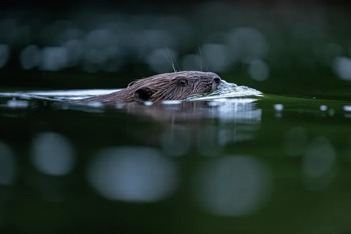 Framed Print : Eurasian beaver (Castor fiber) swimming in a river, Lucerne, Switzerland. July