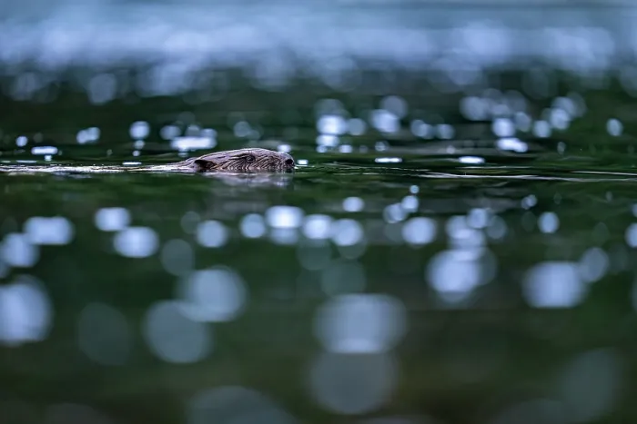 Framed Print : Eurasian beaver (Castor fiber) swimming in a river, Lucerne, Switzerland. July Framed Print : Eurasian beaver (Castor fiber) swimming in a river, Lucerne, Switzerland. July