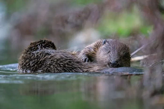 Framed Print : Two Eurasian beavers (Castor fiber) allogrooming at edge of river, Lucerne, Switzerland. July