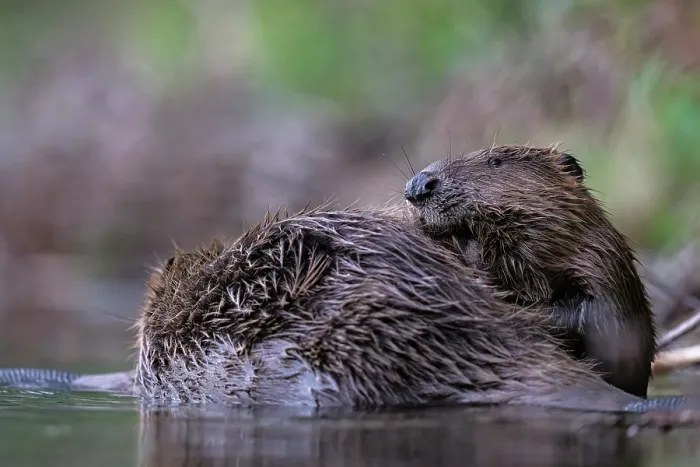 Framed Print : Two Eurasian beavers (Castor fiber) allogrooming in river, Lucerne, Switzerland. July Framed Print : Two Eurasian beavers (Castor fiber) allogrooming in river, Lucerne, Switzerland. July