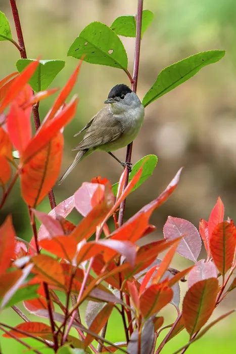 Framed Print : Eurasian blackcap (Sylvia atricapilla) male perched in bush in garden, Germany. April Framed Print : Eurasian blackcap (Sylvia atricapilla) male perched in bush in garden, Germany. April