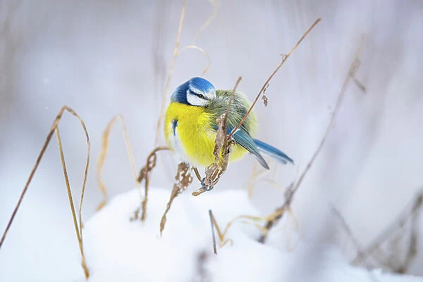 Eurasian blue tit (Cyanistes caeruleus) perched on snow-covered grass, puffed up to keep warm, Białowieza National Park, Poland. January