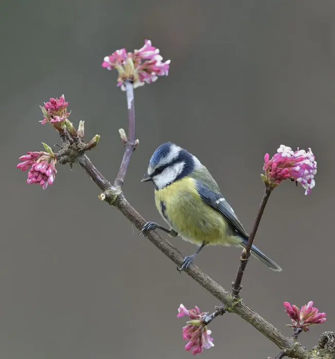 Framed Print : Eurasian blue tit (Cyanistes caeruleus) on a branch, Vendee, France, January Framed Print : Eurasian blue tit (Cyanistes caeruleus) on a branch, Vendee, France, January