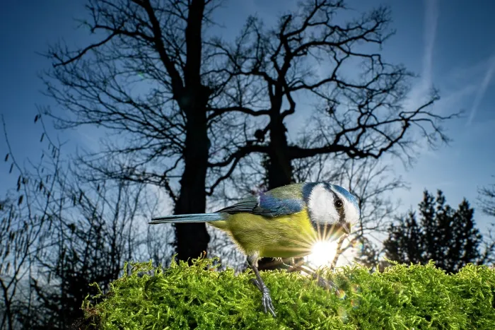 Framed Print : Eurasian blue tit (Cyanistes caeruleus) perched on bird feeder with sunstar in the background, Lucerne, Switzerland. January Framed Print : Eurasian blue tit (Cyanistes caeruleus) perched on bird feeder with sunstar in the background, Lucerne, Switzerland. January