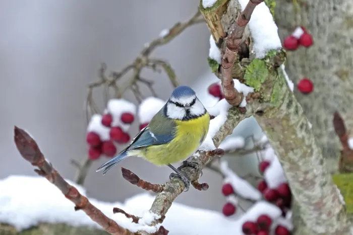 Framed Print : Eurasian blue tit (Cyanistes caeruleus) perched on branch after recent snowfall, Denmark. November Framed Print : Eurasian blue tit (Cyanistes caeruleus) perched on branch after recent snowfall, Denmark. November