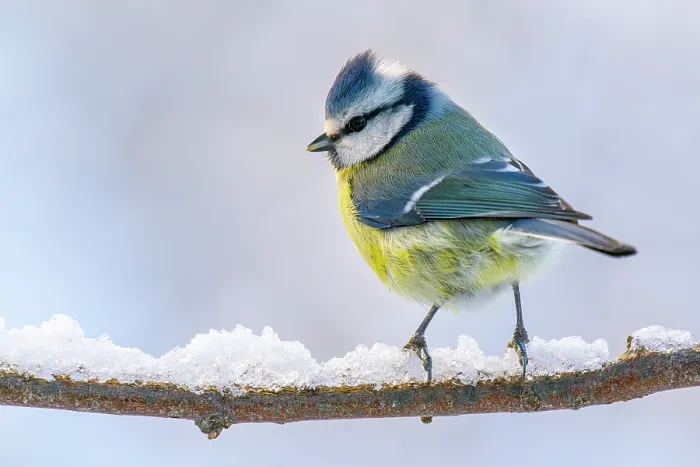Framed Print : Eurasian blue tit (Cyanistes caeruleus) perched on snow-covered branch, Lucerne, Switzerland. January Framed Print : Eurasian blue tit (Cyanistes caeruleus) perched on snow-covered branch, Lucerne, Switzerland. January