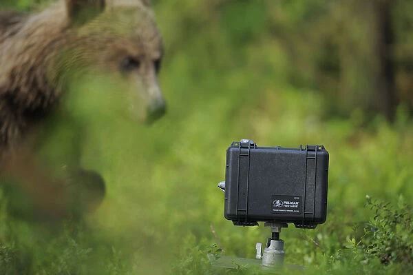 Eurasian brown bear (Ursus arctos) looking at camera in protective case, Suomussalmi