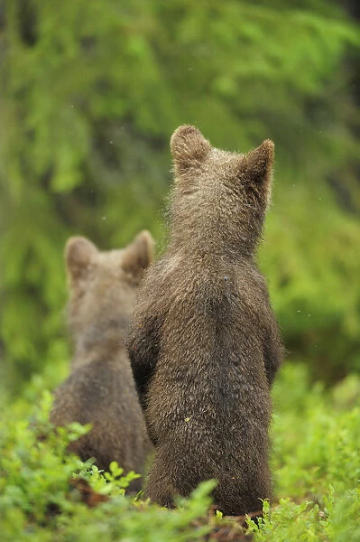 Eurasian brown bear (Ursus arctos) two cubs standing rear view, Suomussalmi, Finland