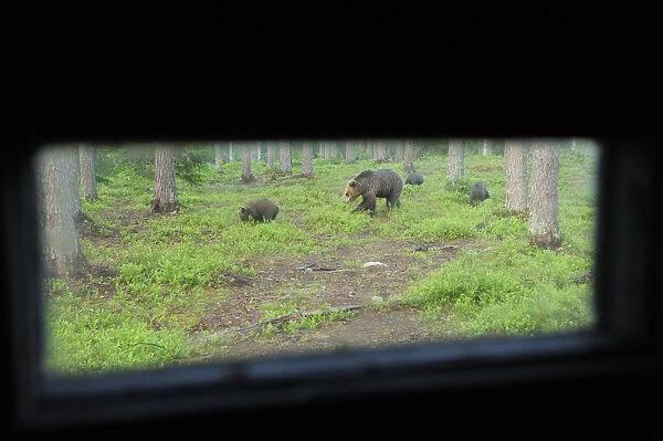 Eurasian brown bear (Ursus arctos) mother with three cubs viewed from a hide, Suomussalmi