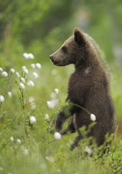 Eurasian brown bear (Ursus arctos) cub standing and looking, Suomussalmi, Finland