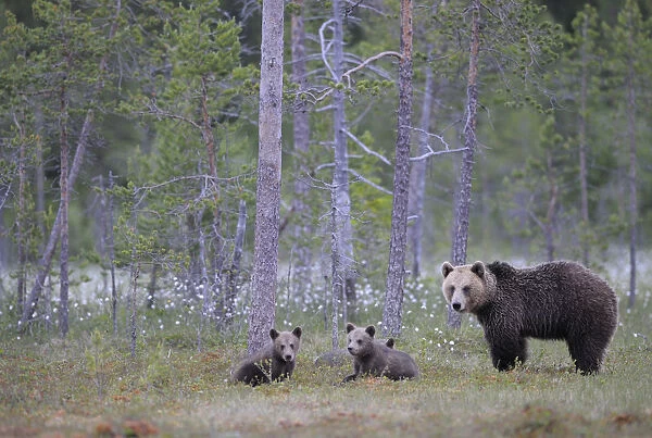 Eurasian brown bear (Ursus arctos) mother and cubs in woodland, Suomussalmi, Finland