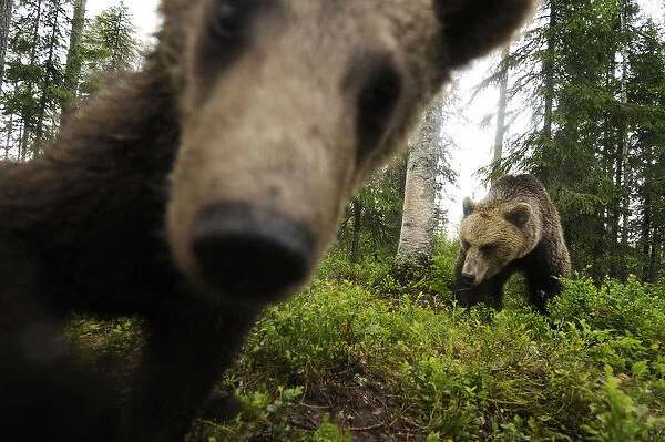 Eurasian brown bear (Ursus arctos) close up of nose while investigates remote camera