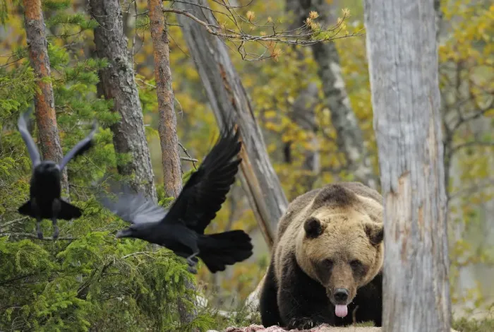 Framed Print : Eurasian brown bear (Ursus arctos) at acarcass with two Common ravens (Corvus corax) flying away Framed Print : Eurasian brown bear (Ursus arctos) at acarcass with two Common ravens (Corvus corax) flying away