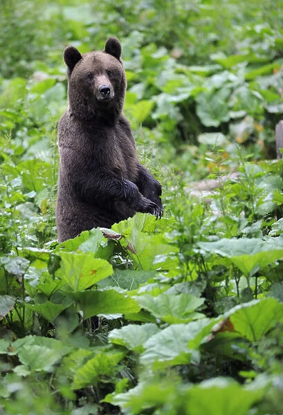 Eurasian brown bear (Ursus arctos arctos) at a bear watching site in Sinca Noua