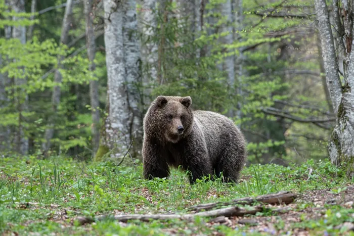Framed Print : Eurasian brown bear (Ursus arctos arctos) female, walking through woodland clearing, Slovenia. May Framed Print : Eurasian brown bear (Ursus arctos arctos) female, walking through woodland clearing, Slovenia. May