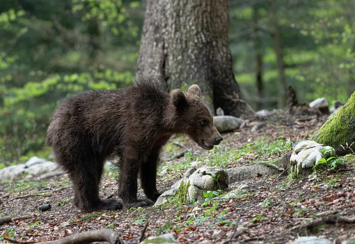 Framed Print : Eurasian brown bear (Ursus arctos arctos) juvenile, standing in woodland, Slovenia. May Framed Print : Eurasian brown bear (Ursus arctos arctos) juvenile, standing in woodland, Slovenia. May