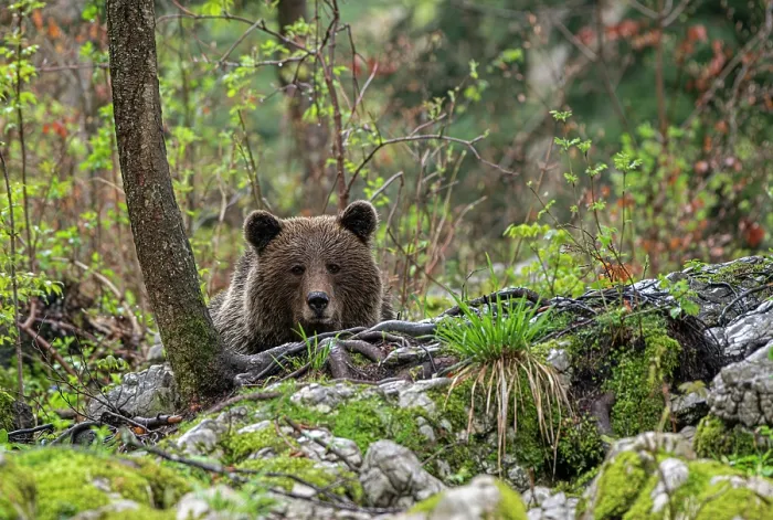 Framed Print : Eurasian brown bear (Ursus arctos arctos) resting in woodland, Slovenia. May Framed Print : Eurasian brown bear (Ursus arctos arctos) resting in woodland, Slovenia. May