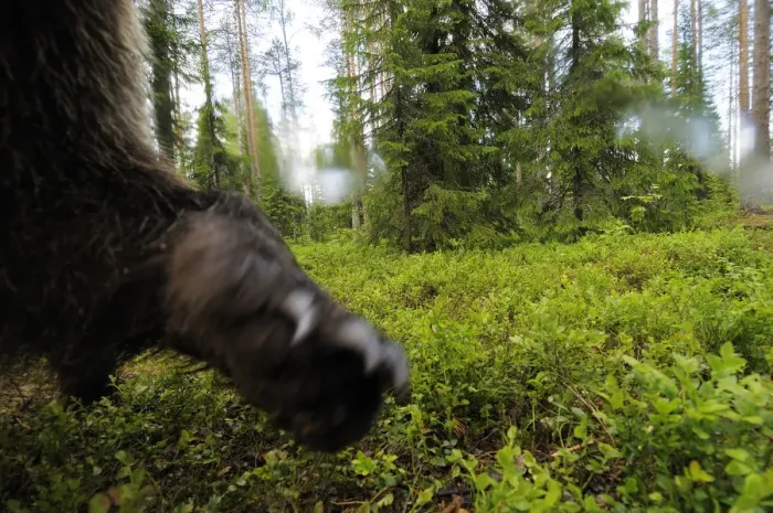 Framed Print : Eurasian brown bear (Ursus arctos) close up of paw while investigating remote camera Framed Print : Eurasian brown bear (Ursus arctos) close up of paw while investigating remote camera