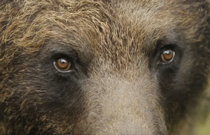 Framed Print : Eurasian brown bear (Ursus arctos) close-up of face, Suomussalmi, Finland, July 2008 Framed Print : Eurasian brown bear (Ursus arctos) close-up of face, Suomussalmi, Finland, July 2008