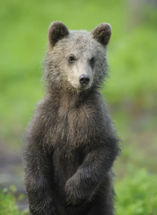 Framed Print : Eurasian brown bear (Ursus arctos) cub portrait, Suomussalmi, Finland, July 2008 Framed Print : Eurasian brown bear (Ursus arctos) cub portrait, Suomussalmi, Finland, July 2008