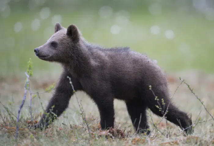 Framed Print : Eurasian brown bear (Ursus arctos) cub walking, Suomussalmi, Finland, July 2008 Framed Print : Eurasian brown bear (Ursus arctos) cub walking, Suomussalmi, Finland, July 2008