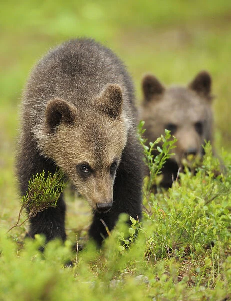 Two Eurasian brown bear (Ursus arctos) cubs, Suomussalmi, Finland, July 2008