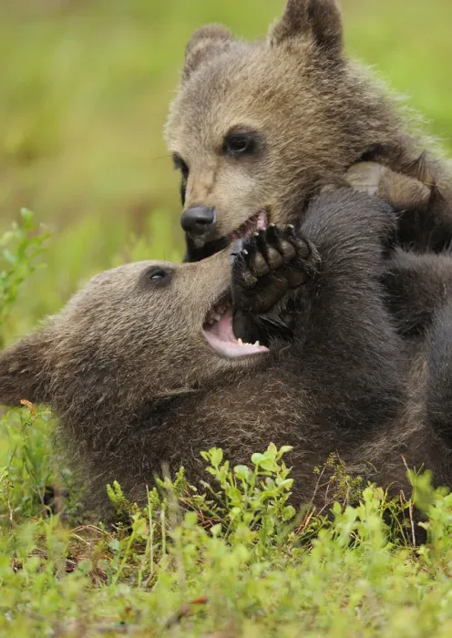 Framed Print : Two Eurasian brown bear (Ursus arctos) cubs fighting, Suomussalmi, Finland, July 2008 Framed Print : Two Eurasian brown bear (Ursus arctos) cubs fighting, Suomussalmi, Finland, July 2008