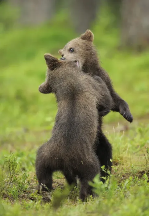 Framed Print : Eurasian brown bear (Ursus arctos) cubs fighting while playing, Suomussalmi, Finland Framed Print : Eurasian brown bear (Ursus arctos) cubs fighting while playing, Suomussalmi, Finland