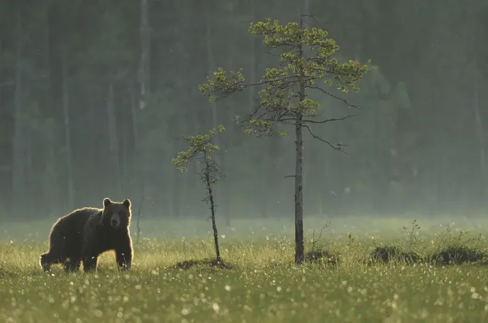 Framed Print : Eurasian brown bear (Ursus arctos) in early evening, Kuhmo, Finland, July 2008