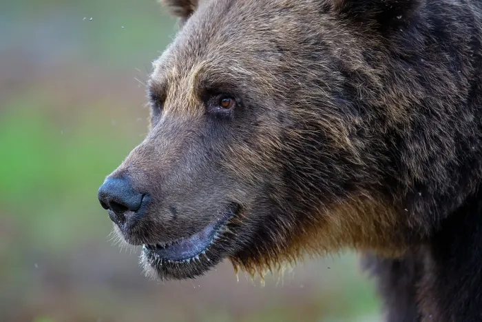 Framed Print : Eurasian brown bear (Ursus arctos) head portrait, Kuikka camp, Kuhmo, Finland. August Framed Print : Eurasian brown bear (Ursus arctos) head portrait, Kuikka camp, Kuhmo, Finland. August