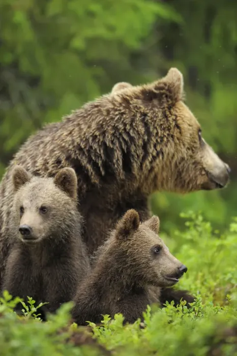 Framed Print : Eurasian brown bear (Ursus arctos) mother with two cubs, Suomussalmi, Finland, July 2008 Framed Print : Eurasian brown bear (Ursus arctos) mother with two cubs, Suomussalmi, Finland, July 2008