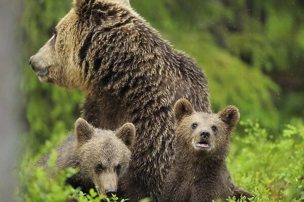 Eurasian brown bear (Ursus arctos) mother with two cubs, Suomussalmi, Finland, July 2008