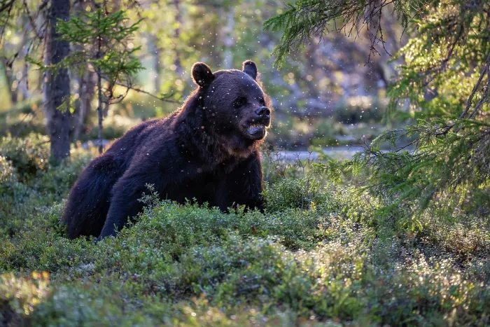 Framed Print : Eurasian brown bear (Ursus arctos) resting in the forest, Kuikka camp, Kuhmo, Finland. August Framed Print : Eurasian brown bear (Ursus arctos) resting in the forest, Kuikka camp, Kuhmo, Finland. August
