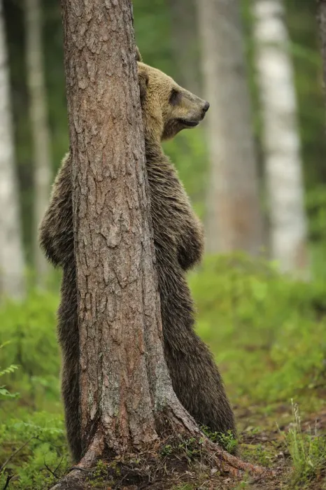 Framed Print : Eurasian brown bear (Ursus arctos) rubbing back against tree, Suomussalmi, Finland Framed Print : Eurasian brown bear (Ursus arctos) rubbing back against tree, Suomussalmi, Finland