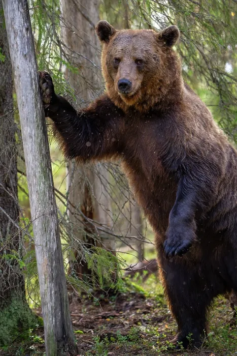 Framed Print : Eurasian brown bear (Ursus arctos) standing on hind legs resting paw on tree trunk, Kuikka camp, Kuhmo, Finland. August Framed Print : Eurasian brown bear (Ursus arctos) standing on hind legs resting paw on tree trunk, Kuikka camp, Kuhmo, Finland. August