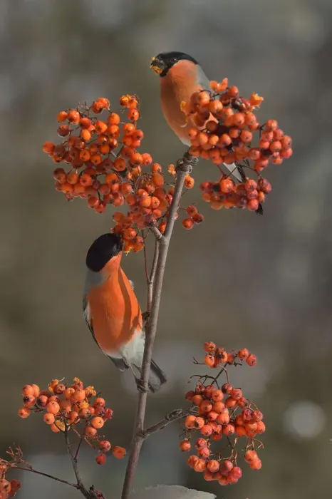 Framed Print : Eurasian bullfinch (Pyrrhula pyrrhula) male on a branch feeding on Rowan (Sorbus Framed Print : Eurasian bullfinch (Pyrrhula pyrrhula) male on a branch feeding on Rowan (Sorbus