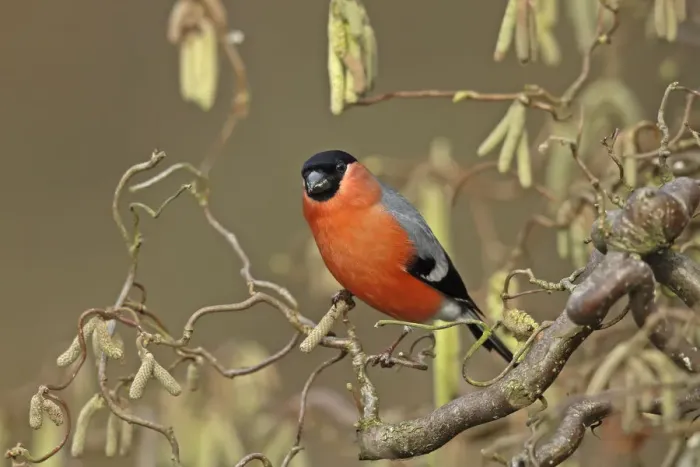 Framed Print : Eurasian bullfinch (Pyrrhula pyrrhula) male perched on twig, Denmark, February Framed Print : Eurasian bullfinch (Pyrrhula pyrrhula) male perched on twig, Denmark, February