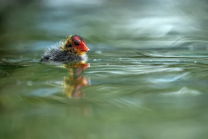 Framed Print : Eurasian coot (Fulica atra) chick on water, Lucerne, Switzerland. July Framed Print : Eurasian coot (Fulica atra) chick on water, Lucerne, Switzerland. July