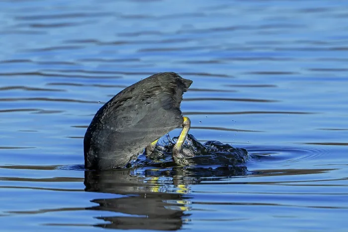 Framed Print : Eurasian coot (Fulica atra) diving in search of food in pond, Belgium. January Framed Print : Eurasian coot (Fulica atra) diving in search of food in pond, Belgium. January