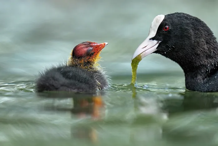 Framed Print : Eurasian coot (Fulica atra) feeding its chick with algae, Lucerne, Switzerland. July Framed Print : Eurasian coot (Fulica atra) feeding its chick with algae, Lucerne, Switzerland. July