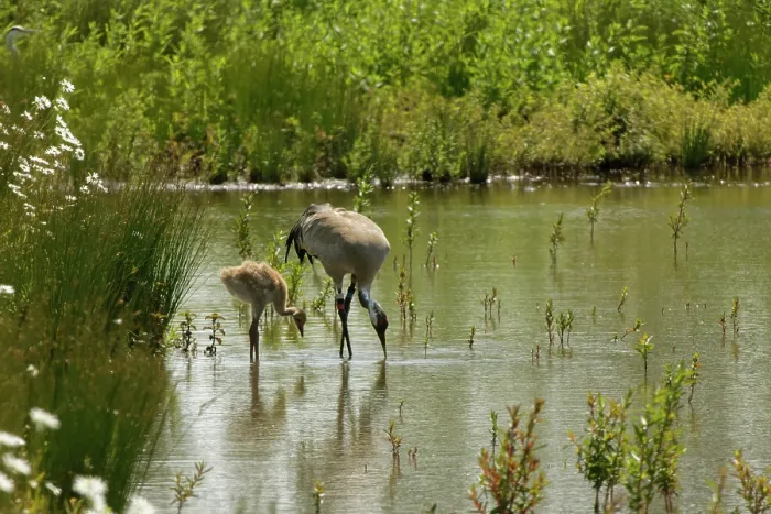 Framed Print : Eurasian crane (Grus grus) and chick foraging in a marshland pool, Slimbridge, Gloucestershire, UK. June Framed Print : Eurasian crane (Grus grus) and chick foraging in a marshland pool, Slimbridge, Gloucestershire, UK. June