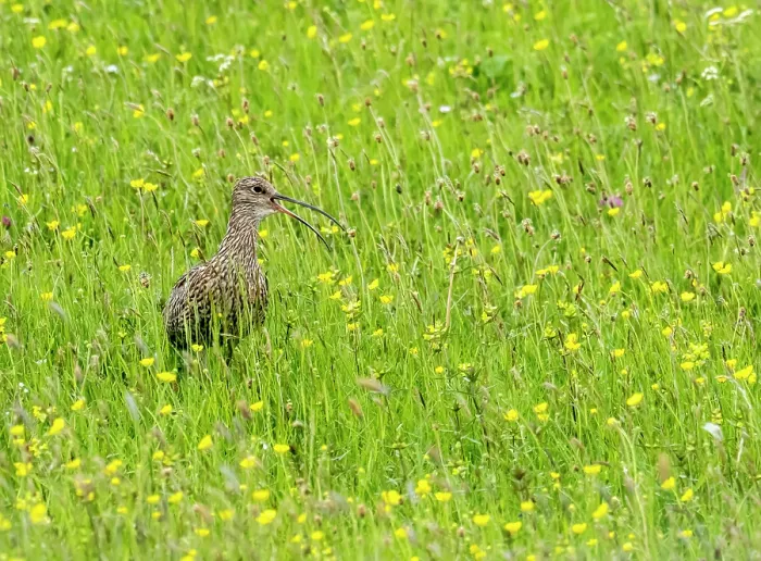 Framed Print : Eurasian curlew (Numenius arquata) standing in meadow, calling, Geltsdale Nature Reserve, near Brampton, North Pennines, Cumbria, UK. June Framed Print : Eurasian curlew (Numenius arquata) standing in meadow, calling, Geltsdale Nature Reserve, near Brampton, North Pennines, Cumbria, UK. June