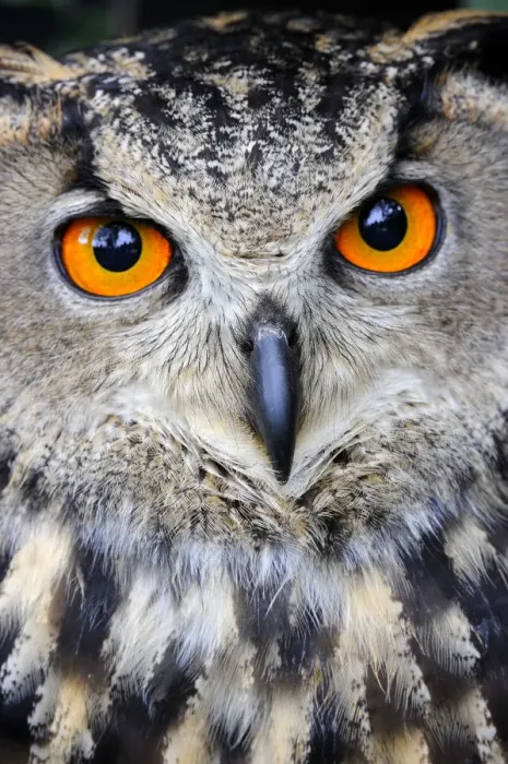 Framed Print : Eurasian eagle-owl (Bubo bubo) captive, France Framed Print : Eurasian eagle-owl (Bubo bubo) captive, France