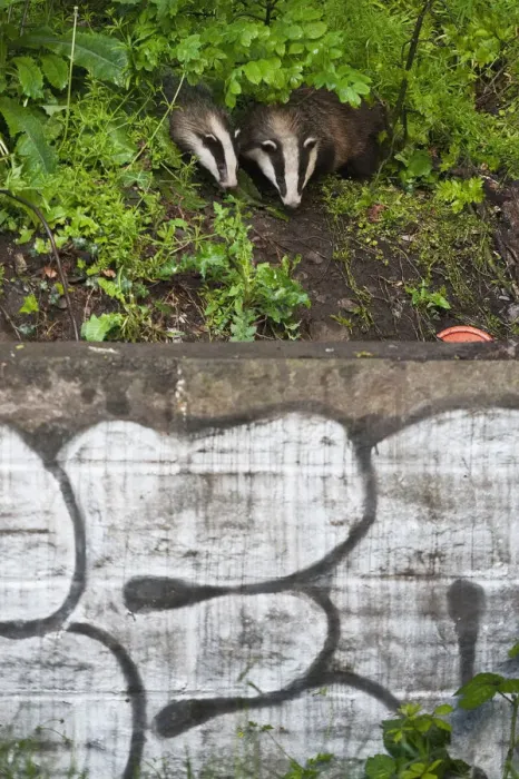 Framed Print : Eurasian / European badger (Meles meles) outside urban sett behind wall with graffiti Framed Print : Eurasian / European badger (Meles meles) outside urban sett behind wall with graffiti