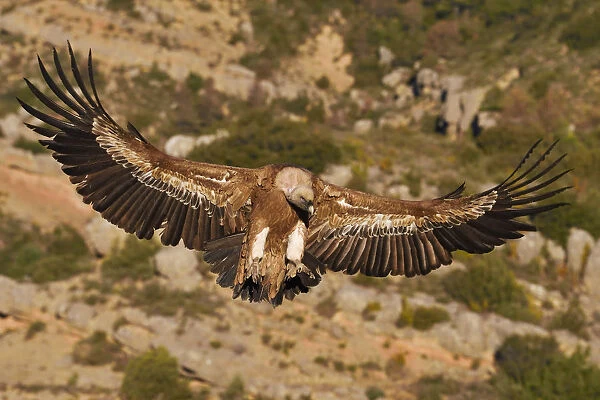 Eurasian Griffon vulture, Gyps fulvus, at wildlife watching and vulture feeding site