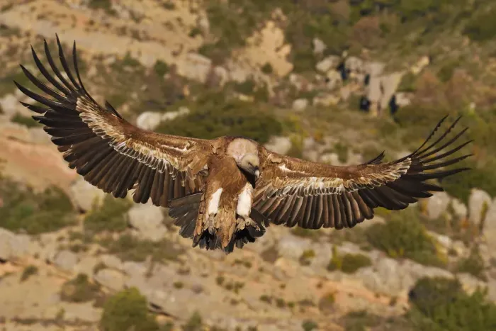 Framed Print : Eurasian Griffon vulture, Gyps fulvus, at wildlife watching and vulture feeding site Framed Print : Eurasian Griffon vulture, Gyps fulvus, at wildlife watching and vulture feeding site